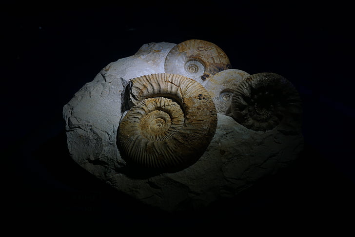 ammoniter, fossila, museet, paleozoikum, sjöodjuret, djur, naturen