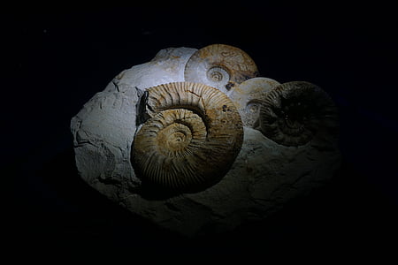amonitas, fósil, Museo, Paleozoico, criatura del mar, animal, naturaleza