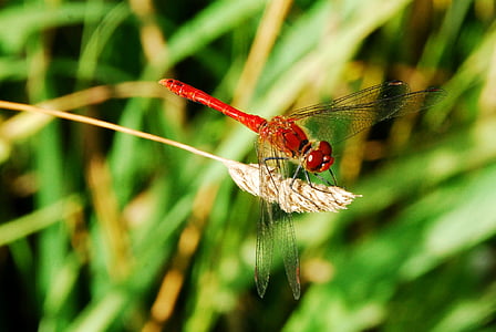 Dragonfly, insect, rood, sluiten, macro, natuur, dier