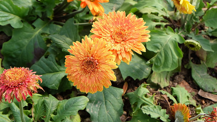 musim semi, bunga, kuning, bunga, tanaman, alam, pertumbuhan