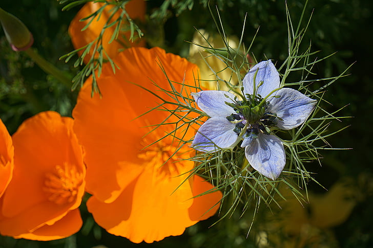 Nigella, Blume, Damaskus nigella, Blumengarten, Natur, Garten, Blau