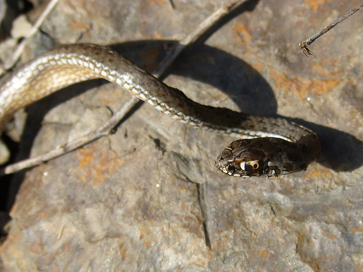 Coronella girondica, wąż, Południowej wąż gładki