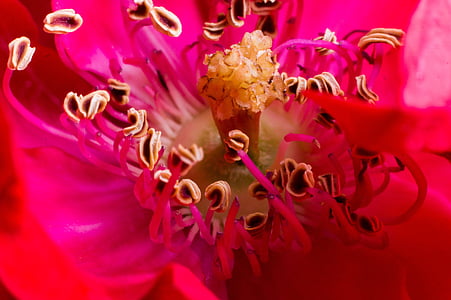 bunga, makro, merah muda, bunga, closeup, Blossom, kelopak