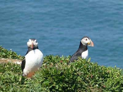 lind, Puffin, loodus, Wildlife, Pembrokeshire, Wales, looma