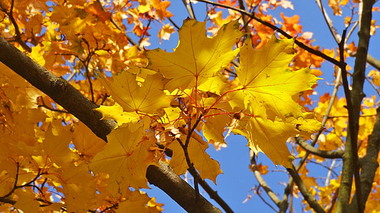 Осінь, листя, золота осінь, кольори осені, Золотий, Природа