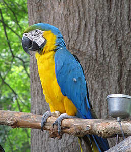 Ara, papegøye, fuglen, fargerike, fjær, perched, Tropical