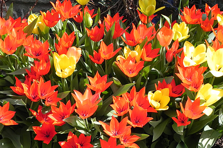 tulipaner, blomster, våren, natur, hage, anlegget, blomst