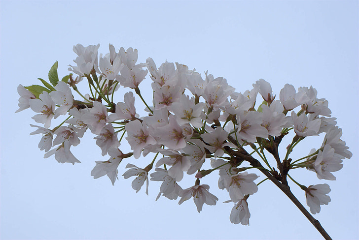 桜の花, 花, 桜の花, チェリー, 春, ブロッサム, 自然
