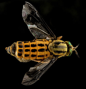 Deer fly, dzeltenā lidot, Horse fly, Stout, makro, kukainis, savvaļas dzīvnieki