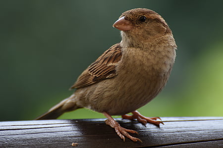 Sparrow, burung, bulu, muda, mencari makan, Tunggu, burung