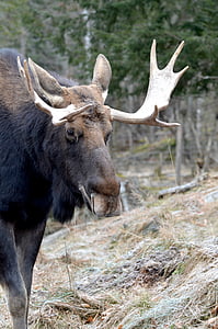 moose, animal, wild, wildlife, nature, mammal, bull