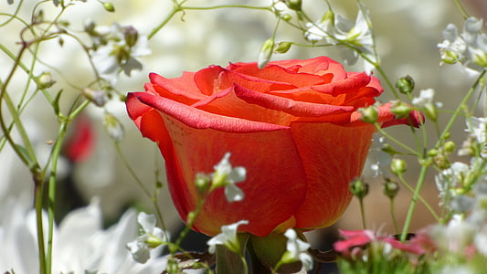 цвете, Роза, червена роза, червено цвете, цветя, бели цветя, цветисти