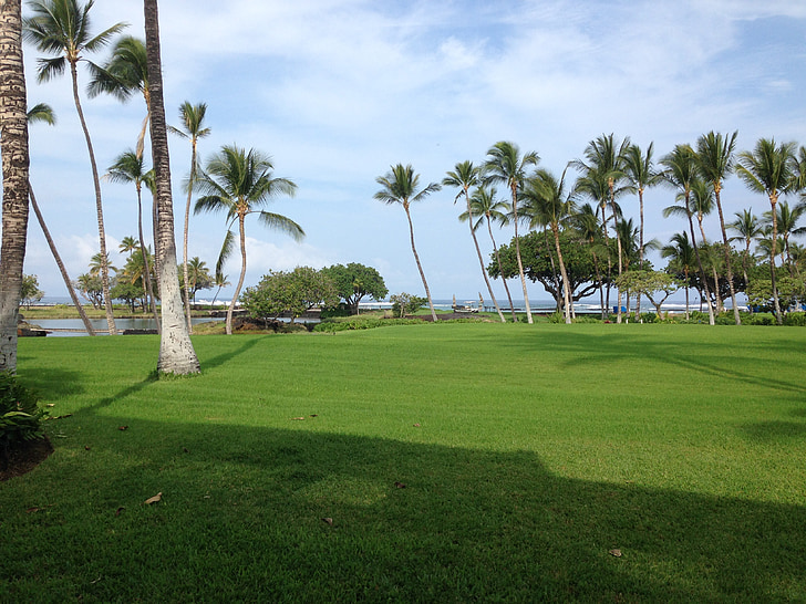 travnjak, palme, krajolici, Otok, trava