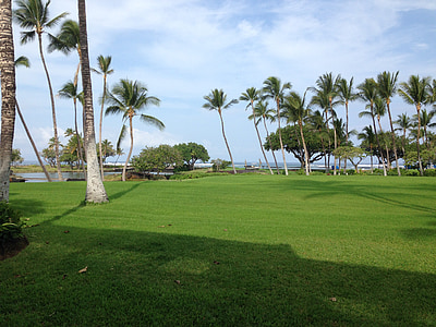 lawn, palm trees, landscapes, island, grass