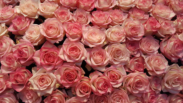 nousi, Blossom, Bloom, vaaleanpunainen ruusu, Rose - kukka, kimppu, Luonto