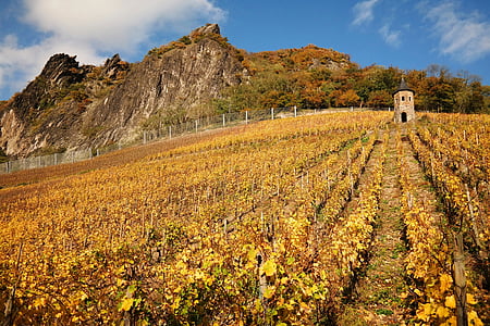 Dragon rock, vingård, Siebengebirge, hösten, tornet, Rock, bergen