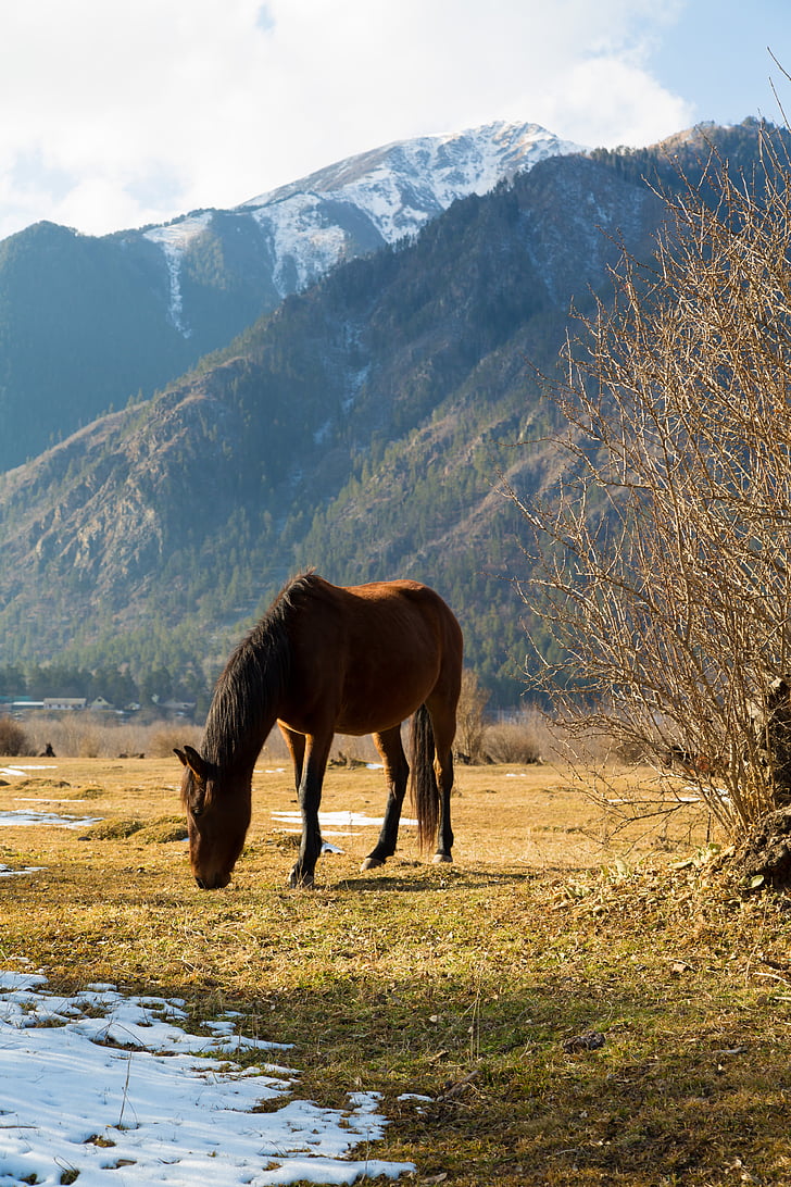 horse, landscape, animals