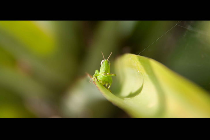 grasshopper, nature, grass, insect, closeup, micro, macro
