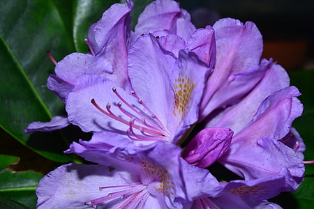 rododendri, ziedi, izsoles, frühlingsanfang, Violeta, zieds, Bloom