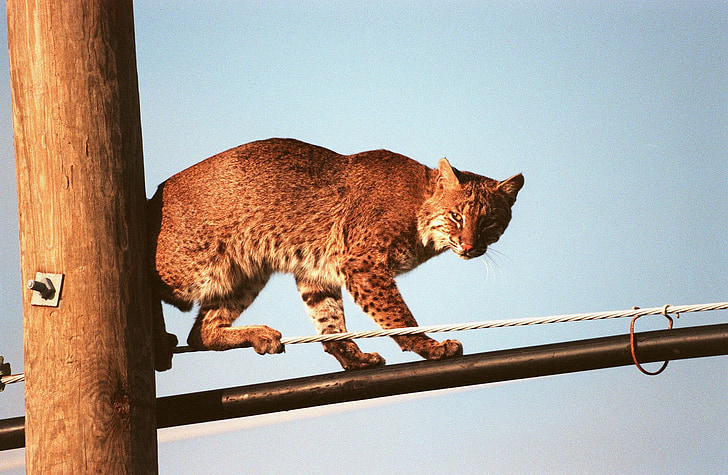 Bobcat, vezetékek, keres, nagy macska, vadon élő állatok, természet, ragadozó