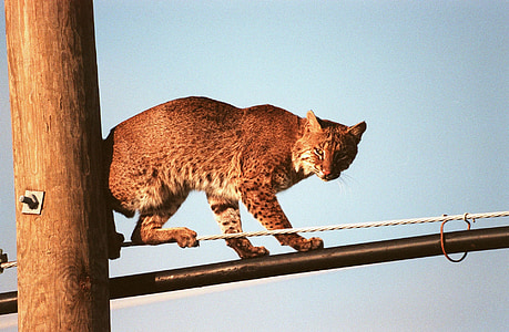 Bobcat, teller, seyir, büyük kedi, yaban hayatı, doğa, yırtıcı hayvan