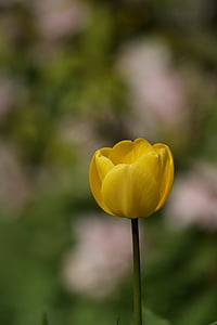Tulip, gul, blomst, gul blomst, blomster, fargerike