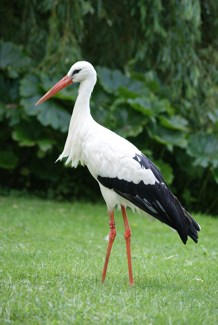 stork, bird, animals, beak, nature, feathers, wings