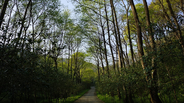 forest, natural, green plants, nature, tree, outdoors, footpath