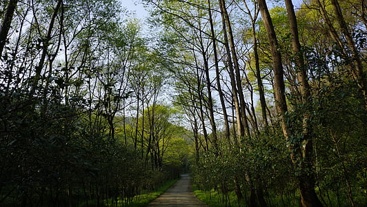 miško, natūralus, Žalieji augalai, Gamta, medis, lauke, pėsčiųjų takai