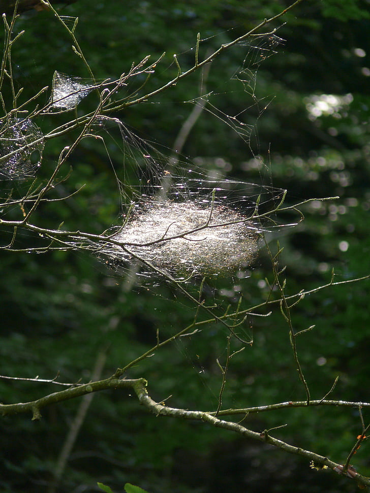 nature, spider webs, forest, trees