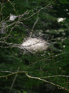 자연, 거미가 거미줄, 숲, 나무