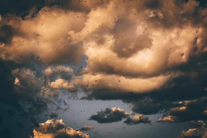 φωτογραφία, κοπάδι, πουλιά, που φέρουν, ουρανός, σύννεφο, σούρουπο