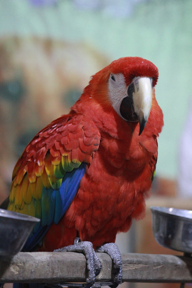 macaw, con vẹt, đỏ tươi, con chim, màu đỏ, kỳ lạ