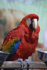 Ara, papegøje, Scarlet, fugl, rød, eksotiske