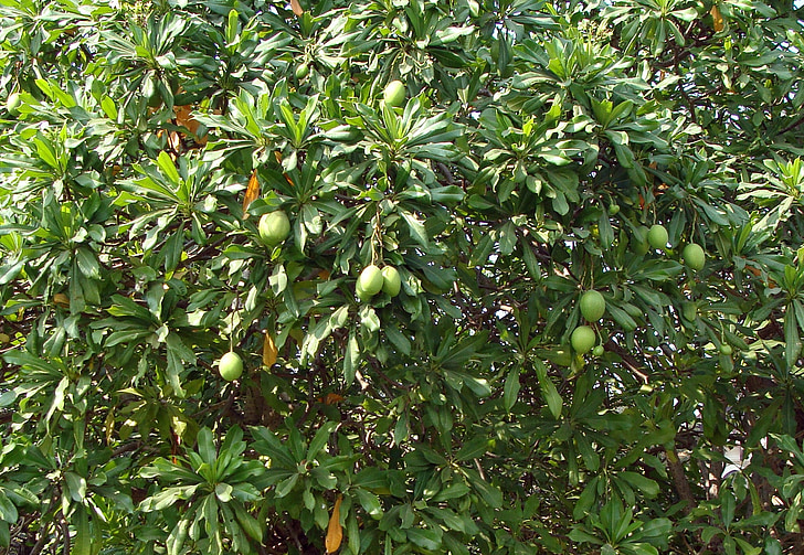 mango di mare, Madagascar Calvario bean, albero di odollam, rosa-eyed cerbera, cane-bane, Cerbera manghas, Apocynaceae