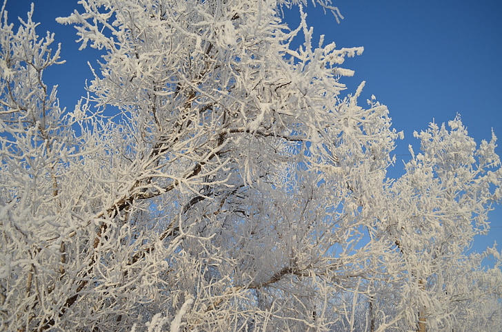 winter, trees, snow, frozen, cold, white