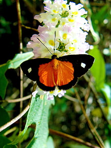 butterfly, nature, insect, animals, orange, beautiful, bugs