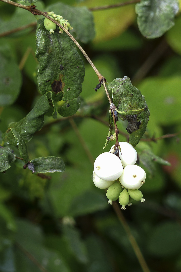 white, common snowberry, symphoricarpas albus, toy torpedo, cap bomb, meadow, plant