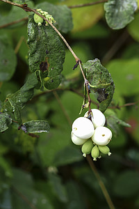하얀, 일반적인 snowberry, symphoricarpas albus, 장난감 어 뢰, 모자 폭탄, 초원, 공장