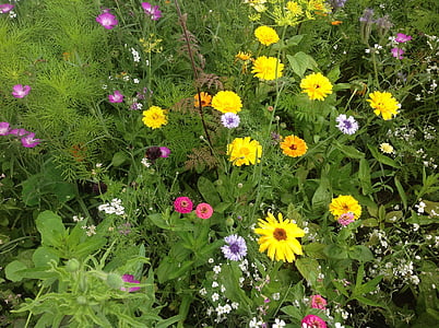 blommor, blomma trädgård, trädgård, våren, sommar, duschar, färg
