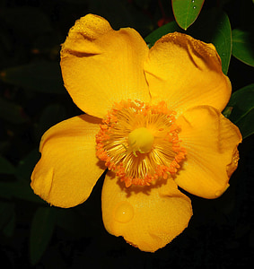 Rosella, rosella de Califòrnia, Rosella d'or, groc, brillant, color, pol·len