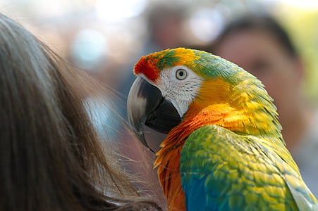 Ara, hybrid, papegøje, fugl, dyr, farverige, indenlandske