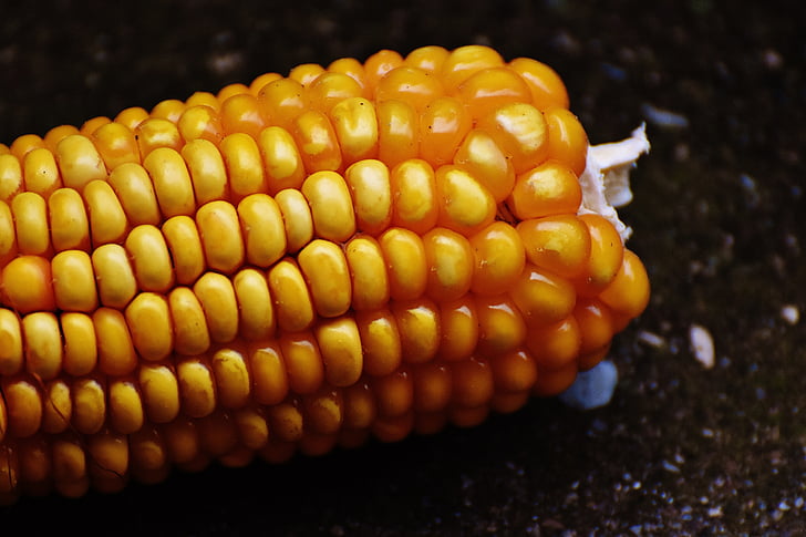 kukuruz, kukuruza na klip, zrno kukuruza, povrće, hrana, priroda, povrća mais