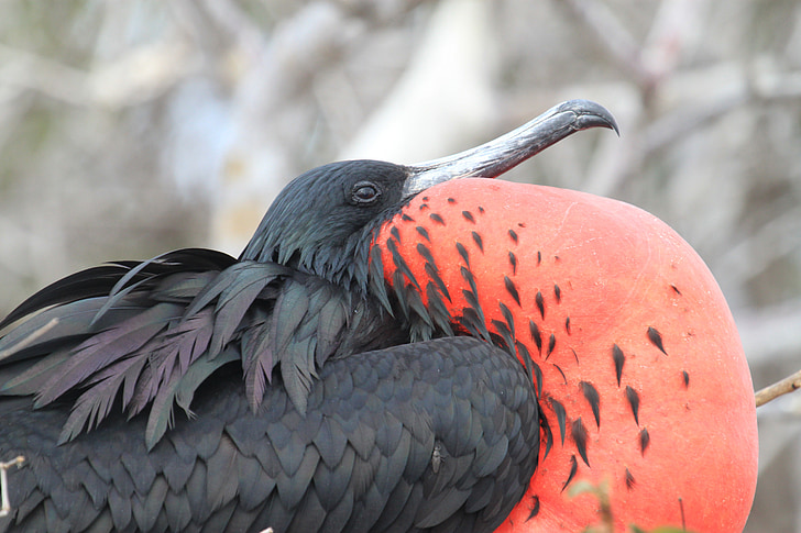 îles Galapagos, frégate, oiseau, rouge, poitrine