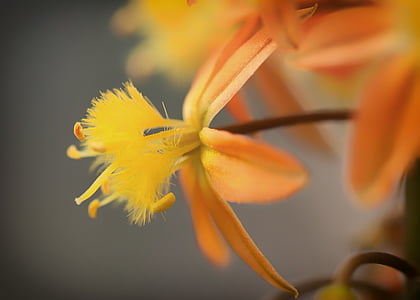 bulbine frutescens, цветок, оранжевый, крупным планом, макрос, растения, Природа