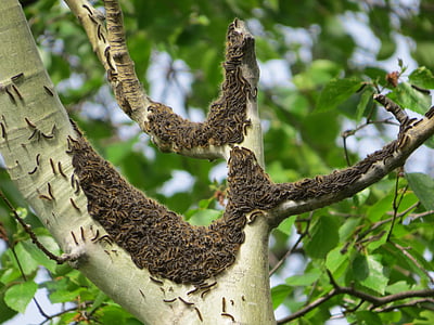 caterpillars, pests, tent caterpillars, insect, nature, group, north america