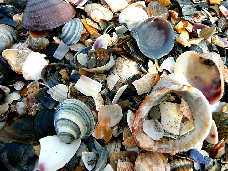 mosselen, Scherf, strand, zee, schaal-en schelpdieren, Animal shell, natuur