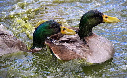 ducks, mallards, drake, water bird, duck bird, pond, animals