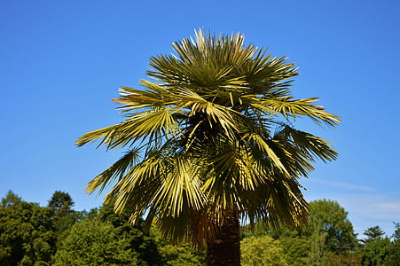palmy, roślina, fan palm, palmy, niebo, Latem, wakacje