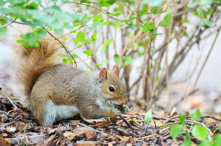squirrel, rodent, animal, new york, park, central park, fauna